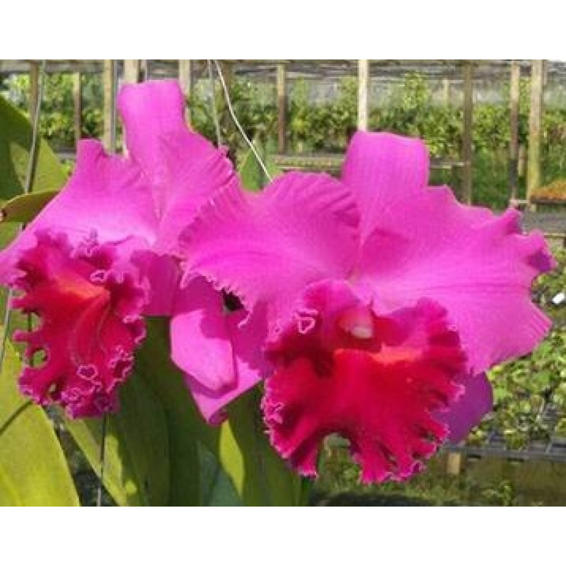 Желіде қатты разрядпен оргазм